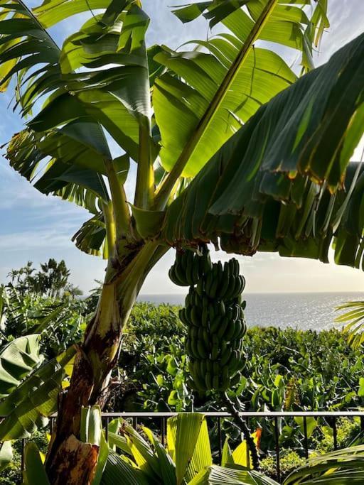 Design-Villa The Banana House Арку-да-Кальета Экстерьер фото